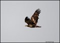 _1SB9164 immature bald eagle